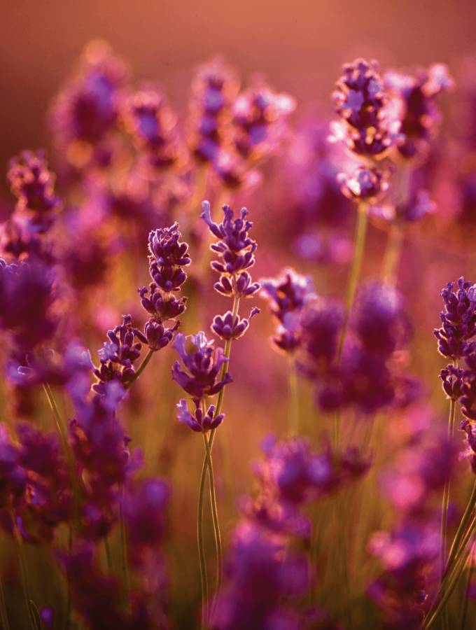 Learn all about how to use lavender essential oil for your face. Adding lavender essential oil to your skin care will leave you with younger, smoother, amazing skin!